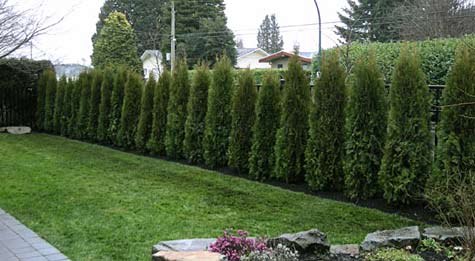 Cedar Hedge
